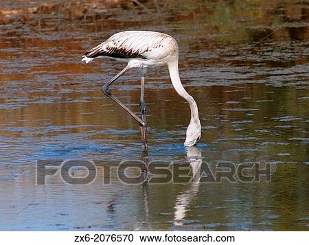 Young Flamingo nourishing (Phoenicopterus roseus). Ebro River Delta Natural Park, Tarragona province, Catalonia, Spain. View Large Photo Image Stock Image - Young Flamingo nourishing (Phoenicopterus roseus). Ebro River Delta Natural Park, Tarragona province, Catalonia, Spain.. Fotosearch