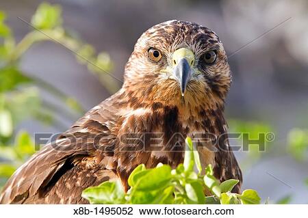 Stock Image - Young Galapagos hawk Buteo galapagoensis in the Galapagos Island Archipelago, Ecuador MORE INFO This raptor species is endemic to the Galapagos Islands. Fotosearch