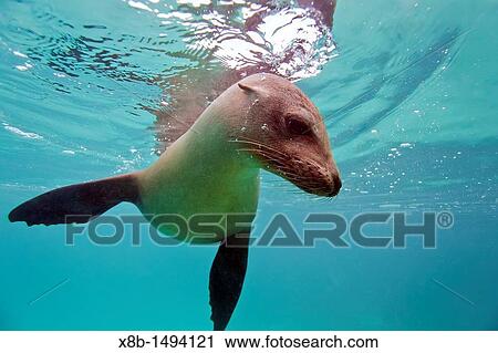 Young Galapagos sea lion Zalophus wollebaeki underwater in the Galapagos Island Archipelago, Ecuador View Large Photo Image Stock Image - Young Galapagos sea lion Zalophus wollebaeki underwater in the Galapagos Island Archipelago, Ecuador. Fotosearch