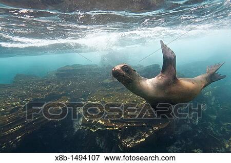 Stock Photo - Young Galapagos sea lion Zalophus wollebaeki underwater in the Galapagos Island Archipelago, Ecuador. Fotosearch