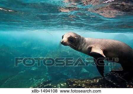 Young Galapagos sea lion Zalophus wollebaeki underwater in the Galapagos Island Archipelago, Ecuador View Large Photo Image Stock Photo - Young Galapagos sea lion Zalophus wollebaeki underwater in the Galapagos Island Archipelago, Ecuador. Fotosearch