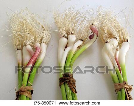 Young garlic View Large Photo Image Stock Image - Young garlic. Fotosearch