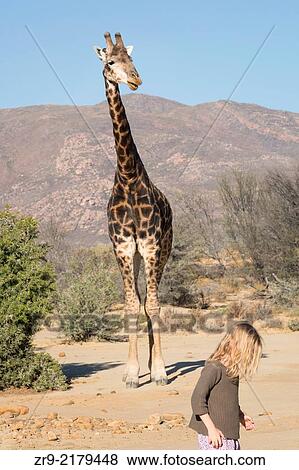 young girl, aged 7, walking away from a giraffe in the desert, Inverdoorn Game Reserve, Karoo desert, Ceres, South Africa. View Large Photo Image Stock Photo - young girl, aged 7, walking away from a giraffe in the desert, Inverdoorn Game Reserve, Karoo desert, Ceres, South Africa.. Fotosearch