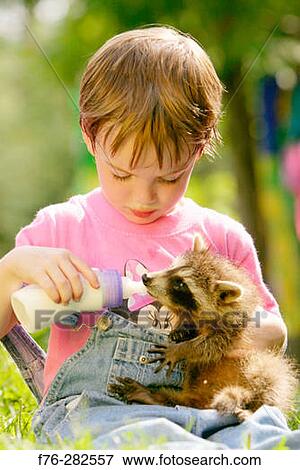 Young girl bottle feeding baby racoon View Large Photo Image Stock Photo - Young girl bottle feeding baby racoon. Fotosearch