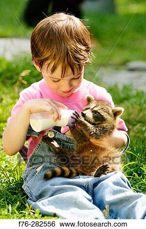 Young girl bottle feeding baby racoon View Large Photo Image Stock Photograph - Young girl bottle feeding baby racoon. Fotosearch