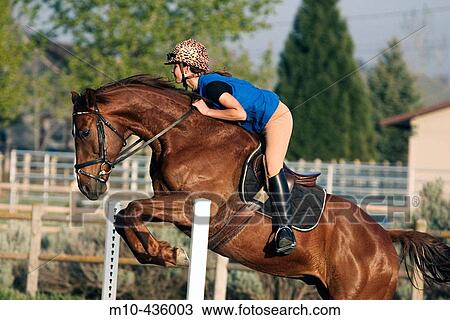 Young girl jumping her thoroughbred horse in the warm evening light. View Large Photo Image Stock Image - Young girl jumping her thoroughbred horse in the warm evening light.. Fotosearch