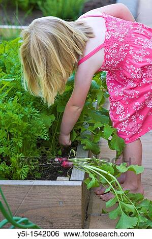 Stock Photograph - Young girl picking radish from a raised bed. Fotosearch