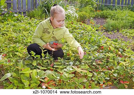 Young girl picks strawberry Central Russia View Large Photo Image Picture - Young girl picks strawberry Central Russia. Fotosearch