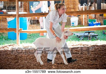 Young girl showing lamb at state fair View Large Photo Image Stock Photo - Young girl showing lamb at state fair. Fotosearch