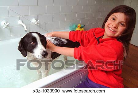 Young girl washing a dog in a bath View Large Photo Image Stock Image - Young girl washing a dog in a bath. Fotosearch