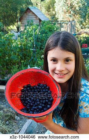 Young girl with red enamel colander of organically grown blueberries View Large Photo Image Stock Photograph - Young girl with red enamel colander of organically grown blueberries. Fotosearch