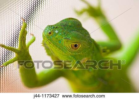 Young green iguana on house metal screen, Weston, Florida, USA View Large Photo Image Stock Photo - Young green iguana on house metal screen, Weston, Florida, USA. Fotosearch