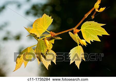 young green leaves on branch, spring time, Connelles, France View Large Photo Image Picture - young green leaves on branch, spring time, Connelles, France. Fotosearch