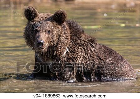 Young grizzly bear Ursus arctos horribilis enjoying a bath in a pond, captive, Montana, USA View Large Photo Image Stock Image - Young grizzly bear Ursus arctos horribilis enjoying a bath in a pond, captive, Montana, USA. Fotosearch