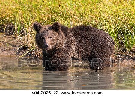 Young grizzly bear (Ursus arctos horribilis) enjoying a bath in a pond, captive, Montana, USA View Large Photo Image Stock Image - Young grizzly bear (Ursus arctos horribilis) enjoying a bath in a pond, captive, Montana, USA. Fotosearch