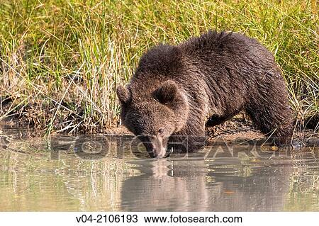 Young grizzly bear (Ursus arctos horribilis) at a pond, captive, Montana, USA View Large Photo Image Stock Image - Young grizzly bear (Ursus arctos horribilis) at a pond, captive, Montana, USA. Fotosearch