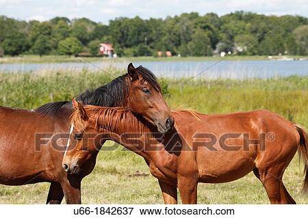 Young horses Sodermanland Sweden. View Large Photo Image Stock Photo - Young horses Sodermanland Sweden.. Fotosearch