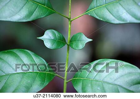 Stock Image - Young leaves. Image taken at Semengok Wildlife Centre. Sarawak, Malaysia.. Fotosearch