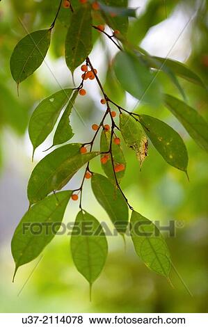 Young leaves. Image taken at Semengok Wildlife Centre. Sarawak, Malaysia. View Large Photo Image Stock Photo - Young leaves. Image taken at Semengok Wildlife Centre. Sarawak, Malaysia.. Fotosearch