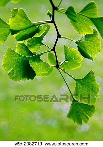 young leaves of Ginkgo Biloba, backlit, park in Geneva, Switzerland, Europe View Large Photo Image Stock Photo - young leaves of Ginkgo Biloba, backlit, park in Geneva, Switzerland, Europe. Fotosearch