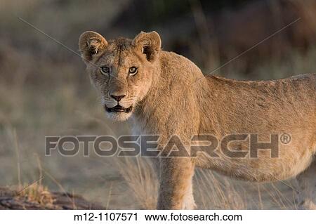 Young Lion in the Masai Mara View Large Photo Image Stock Image - Young Lion in the Masai Mara. Fotosearch