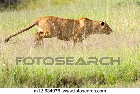 Young Lion stalking in the Masai Mara, Kenya View Large Photo Image Stock Photograph - Young Lion stalking in the Masai Mara, Kenya. Fotosearch
