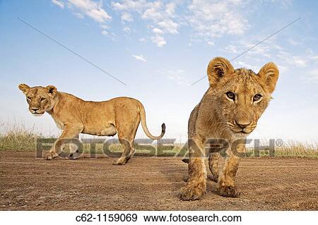 Young lions (Panthera leo) -wide angle perspective-, Maasai Mara National Reserve, Kenya View Large Photo Image Stock Photo - Young lions (Panthera leo) -wide angle perspective-, Maasai Mara National Reserve, Kenya. Fotosearch