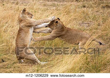 Young Lions play fight in the Masai Mara View Large Photo Image Stock Photo - Young Lions play fight in the Masai Mara. Fotosearch