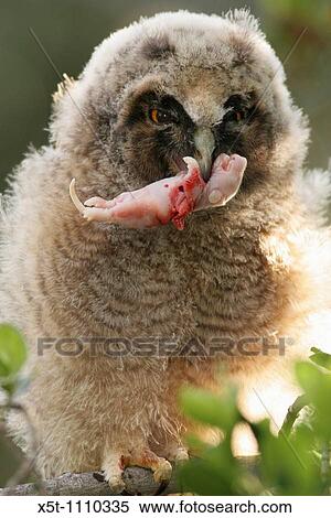 young Long-eared Owl Asio otus Israel Spring April 2007 View Large Photo Image Stock Photography - young Long-eared Owl Asio otus Israel Spring April 2007. Fotosearch