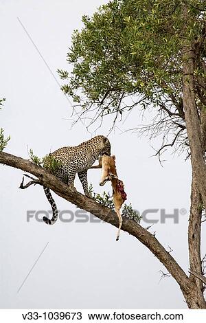 Young male adult leopard takes his kill out of the tree in the Masai Mara View Large Photo Image Stock Image - Young male adult leopard takes his kill out of the tree in the Masai Mara. Fotosearch