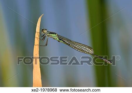 Stock Photo - Young male Blue-tailed Damselfly - Ischnura elegans, Crete. Fotosearch