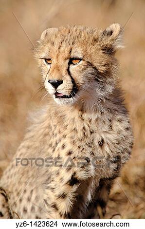 Young male cheetah (Acinonyx jubatus), Greater Kruger Park, South Africa View Large Photo Image Picture - Young male cheetah (Acinonyx jubatus), Greater Kruger Park, South Africa. Fotosearch