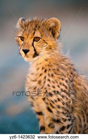 Young male cheetah (Acinonyx jubatus) in last evening light, Greater Kruger Park, South Africa View Large Photo Image Stock Image - Young male cheetah (Acinonyx jubatus) in last evening light, Greater Kruger Park, South Africa. Fotosearch