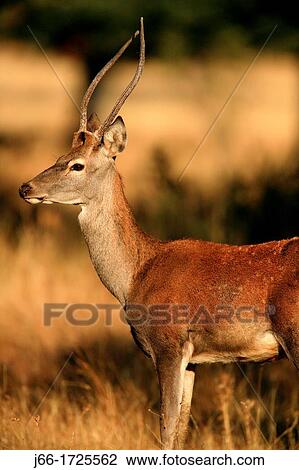 Young male deer Cervus elaphus in the National Park Cabaeros View Large Photo Image Stock Image - Young male deer Cervus elaphus in the National Park Cabaeros. Fotosearch