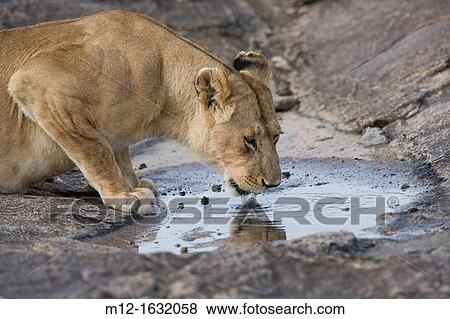 Young male Lion drinking in the Masai Mara View Large Photo Image Stock Photo - Young male Lion drinking in the Masai Mara. Fotosearch