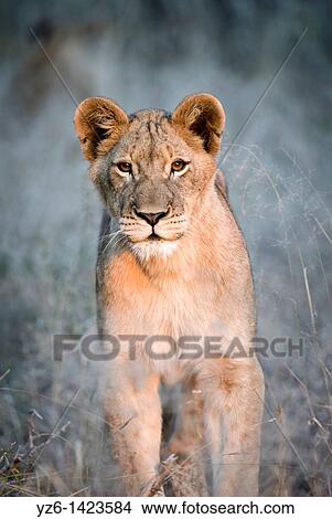 Young male lion (Panthera leo) in early morning light, Greater Kruger Park, South Africa View Large Photo Image Picture - Young male lion (Panthera leo) in early morning light, Greater Kruger Park, South Africa. Fotosearch
