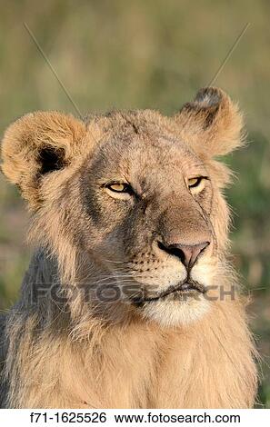 Young male Lion Panthera leo resting Maasai Mara National Park, Kenya, East Africa View Large Photo Image Stock Photograph - Young male Lion Panthera leo resting Maasai Mara National Park, Kenya, East Africa. Fotosearch