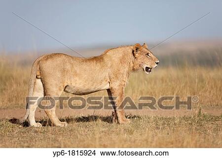 young male lion Panthera leo standing in savannah, Masai Mara, Kenya View Large Photo Image Picture - young male lion Panthera leo standing in savannah, Masai Mara, Kenya. Fotosearch