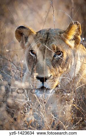 Picture - Young male lion (Panthera leo) walking down a gravel path, Greater Kruger Park, South Africa. Fotosearch