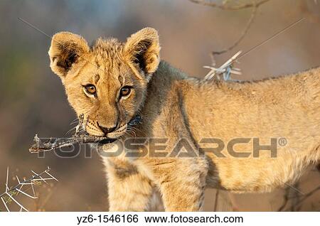 Young male lion panthera leo with a stick in his mouth Greater Kruger Park, South Africa View Large Photo Image Stock Photograph - Young male lion panthera leo with a stick in his mouth Greater Kruger Park, South Africa. Fotosearch