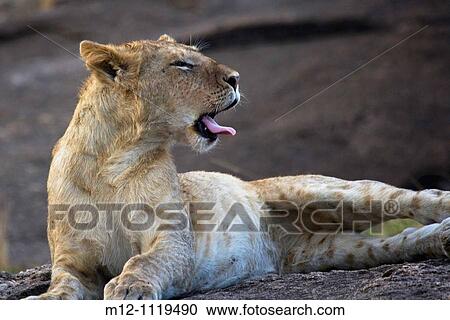 Young male Lion stretching in the Masai Mara View Large Photo Image Stock Image - Young male Lion stretching in the Masai Mara. Fotosearch