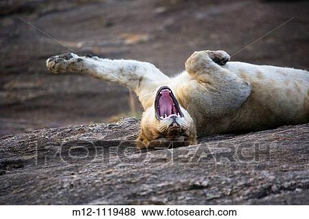 Stock Photo - Young male Lion stretching in the Masai Mara. Fotosearch