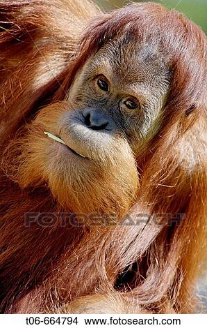 Picture - Young male orang utan aged 9 years (Pongo pygmaeus abelli) chewing branch, captive, red list of endangered species. Fotosearch
