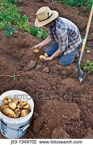 Stock Image - Young man harvesting potatoes on small organic farm, Nevada City, California. Fotosearch