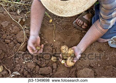 Young man harvesting potatoes on small organic farm, Nevada City, California View Large Photo Image Stock Photo - Young man harvesting potatoes on small organic farm, Nevada City, California. Fotosearch