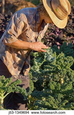 Picture - Young man picking kale and checking for aphids, on small organic farm, Nevada City, California. Fotosearch