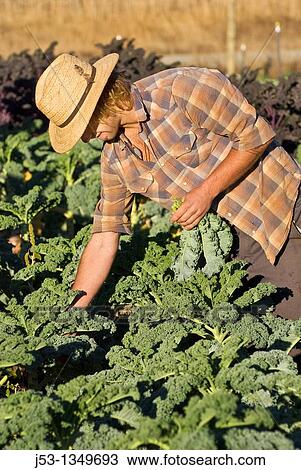 Stock Image - Young man picking kale on small organic farm, Nevada City, California. Fotosearch