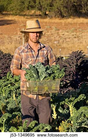Young man picking kale on small organic farm, Nevada City, California View Large Photo Image Stock Photography - Young man picking kale on small organic farm, Nevada City, California. Fotosearch