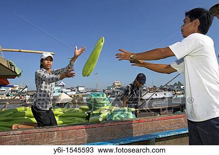 Young man throwing winter melons boat to boat Cai Ran floating market near Can Tho Vietnam View Large Photo Image Stock Image - Young man throwing winter melons boat to boat Cai Ran floating market near Can Tho Vietnam. Fotosearch