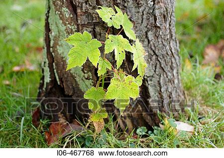 Stock Photo - Young maple tree in front of an old tree. Fotosearch